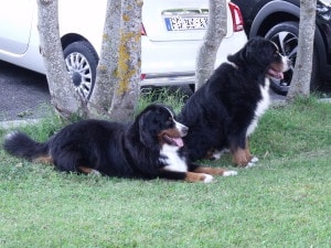 bovaro del bernese raduno grabber folgaria 2016 10